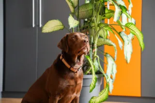Bürohund der Steuerberatungsgesellschaft in Lichtenfels