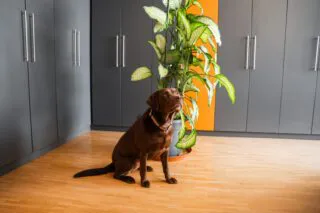 Brauner Kanzleihund vor einer Pflanze und grauen Büroschränken